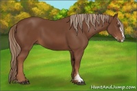 Horse Color:Chestnut Sabino