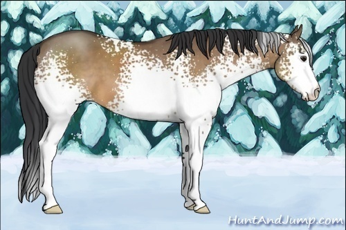 Horse Color:White Spotted Brown Dun