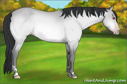 Horse Color:Sable Champagne Chinchilla 
