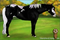 Horse Color:Watercolor Silver Classic Champagne Chinchilla Sabino