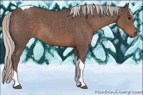 Horse Color:Silver Blue Roan Tobiano 