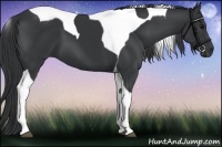 Horse Color:Black Tobiano 