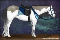 Horse Color:Grullo Sabino Splash