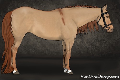Horse Color:Red Dun 