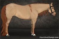 Horse Color:Red Dun 