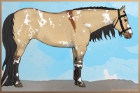 Horse Color:White Spotted Bay Dun