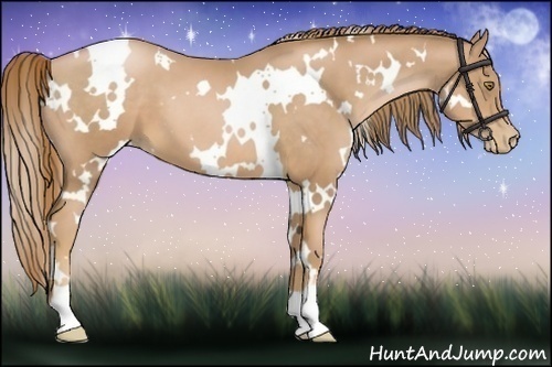 Horse Color:White Spotted Chestnut Pearl