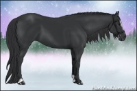 Horse Color:Black Sabino