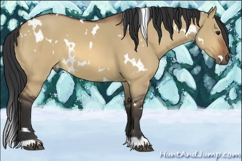 Horse Color:White Spotted Bay Dun