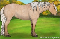Horse Color:Silver Bay Roan