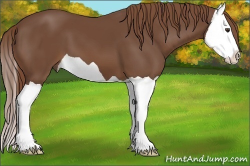 Horse Color:Chestnut Splash 
