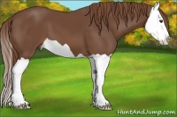 Horse Color:Chestnut Splash 