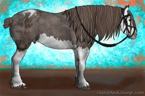 Horse Color:Liver Chestnut Splash Appaloosa 