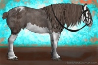 Horse Color:Liver Chestnut Splash Appaloosa 