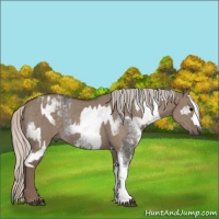 Horse Color:White Spotted Grullo Rabicano  and Silver Grullo Rabicano 