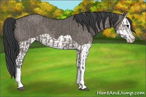 Horse Color:Grullo Sabino Splash  and Grullo Splash 