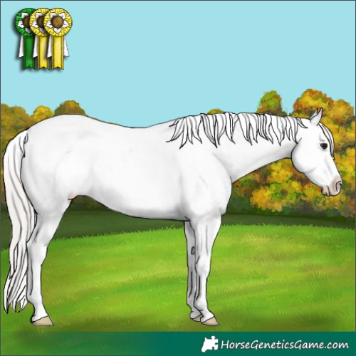 Horse Color:Silver Brown Appaloosa 