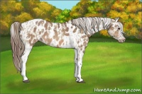 Horse Color:White Spotted Chocolate Palomino Ice Dun  and Brown Dun Tobiano Appaloosa 