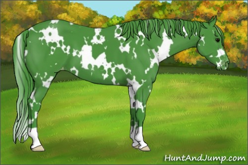 Horse Color:Watercolor White Spotted Black Appaloosa 
