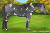 Horse Color:White Spotted Smoky Black Appaloosa 