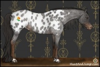 Horse Color:Liver Red Roan Appaloosa