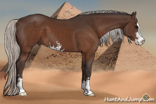 Horse Color:Silver Brown Sabino 