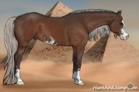 Horse Color:Silver Brown Sabino 