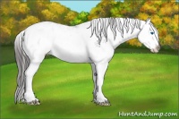 Horse Color:Grullo Ice Sabino Splash Appaloosa