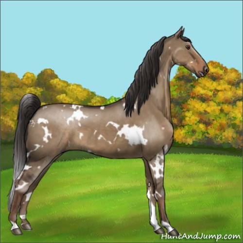 Horse Color:White Spotted Liver Red Dun 