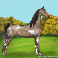 Horse Color:White Spotted Liver Red Dun