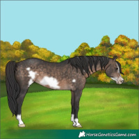 Horse Color:Bay Dun Mushroom Frame