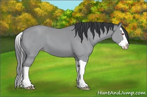 Horse Color:Classic Champagne Chinchilla Splash 