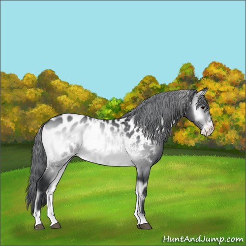 Horse Color:White Spotted Brown Chinchilla Onyx Appaloosa