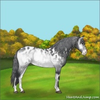 Horse Color:White Spotted Brown Chinchilla Onyx Appaloosa 