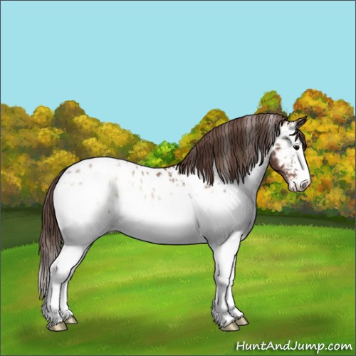 Horse Color:White Spotted Blue Onyx Pearl Appaloosa