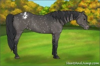 Horse Color:Black Appaloosa