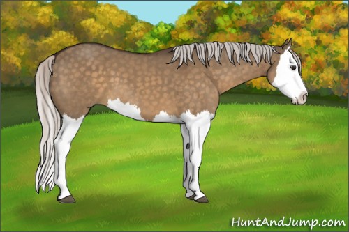 Horse Color:Silver Brown Dun Splash 