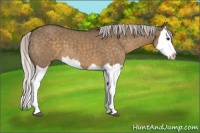 Horse Color:Silver Brown Dun Splash 