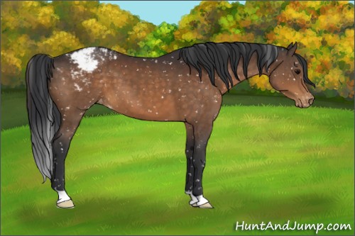 Horse Color:Brown Snowflake Varnish