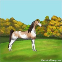 Horse Color:White Spotted Sable Champagne Varnish