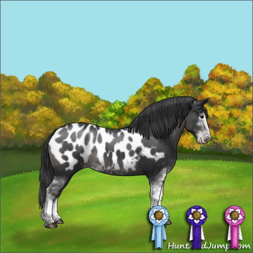 Horse Color:Black Sabino Appaloosa