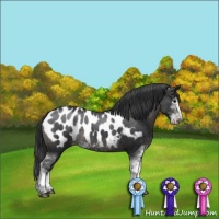 Horse Color:Black Sabino Appaloosa