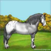Horse Color:Brown Chinchilla Onyx Appaloosa 