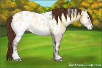 Horse Color:White Spotted Amber Champagne Onyx Blanket Rabicano