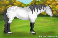 Horse Color:Brown Chinchilla Appaloosa Rabicano 