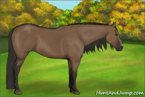 Horse Color:Gray Liver Red Dun 