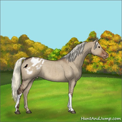 Horse Color:Liver Red Dun Appaloosa Rabicano Brindle 