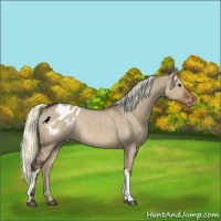 Horse Color:Liver Red Dun Appaloosa Rabicano Brindle