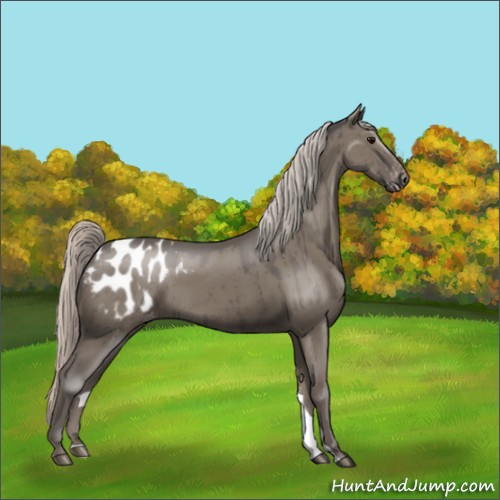 Horse Color:Silver Grullo Appaloosa 