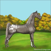 Horse Color:Silver Grullo Varnish Brindle 